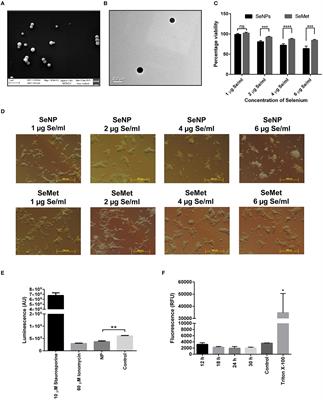 Specificity of Biogenic Selenium Nanoparticles for Prostate Cancer Therapy With Reduced Risk of Toxicity: An in vitro and in vivo Study